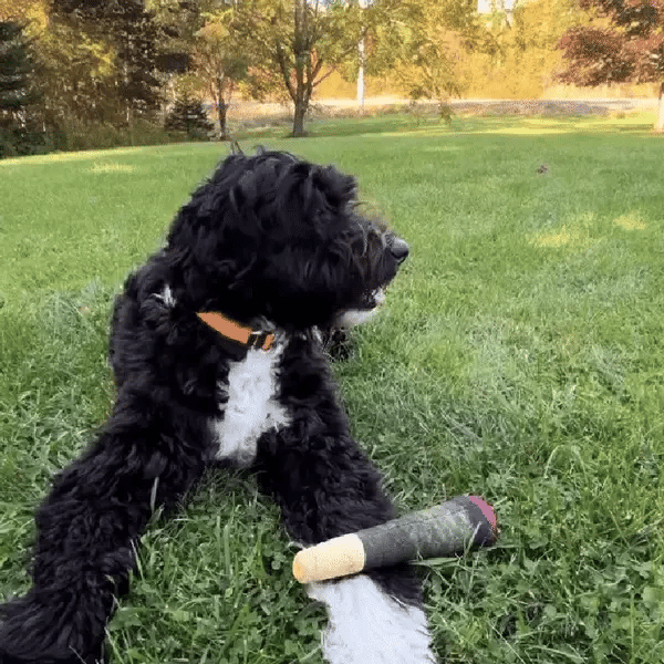 Paw Doobie Toy
